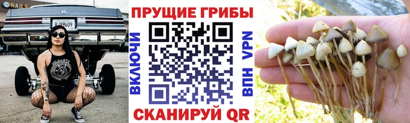 Галлюциногенные грибы прущие грибы  гидра как войти  Жирновск 